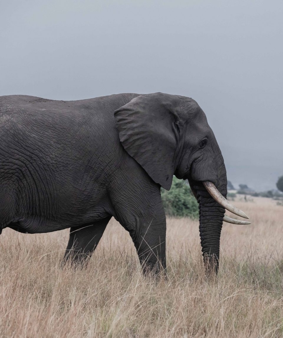 African Elephant Queen Elizabeth NP