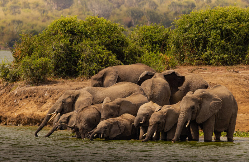 Kenya Wildlife Safari Experience