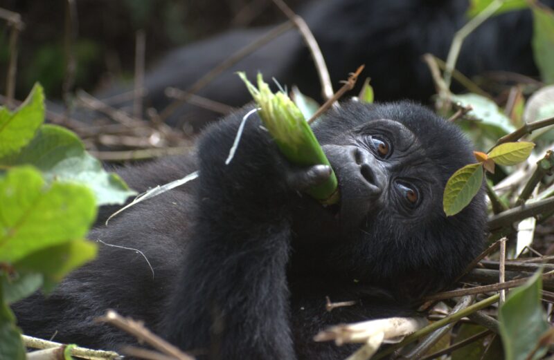 Africa Gorilla Wild Tour