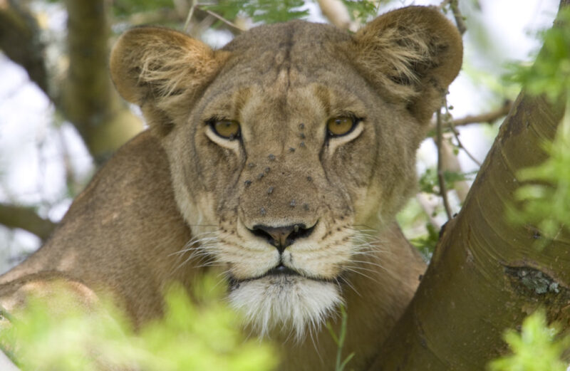8 Days Amazing Gorillas of Uganda Safaris Tour