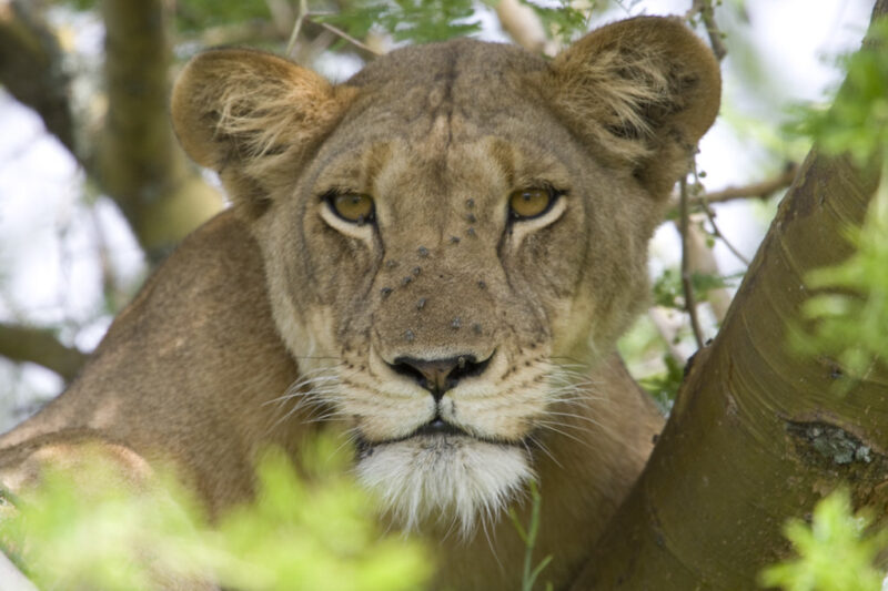 8 Days Amazing Gorillas of Uganda Safaris Tour