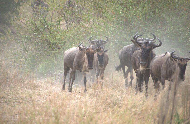 Great Wildlife Migration