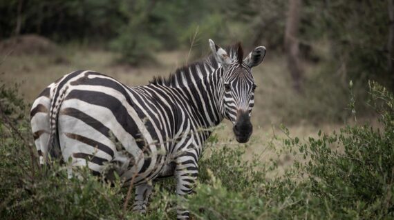 Zebra at Lake Mburo