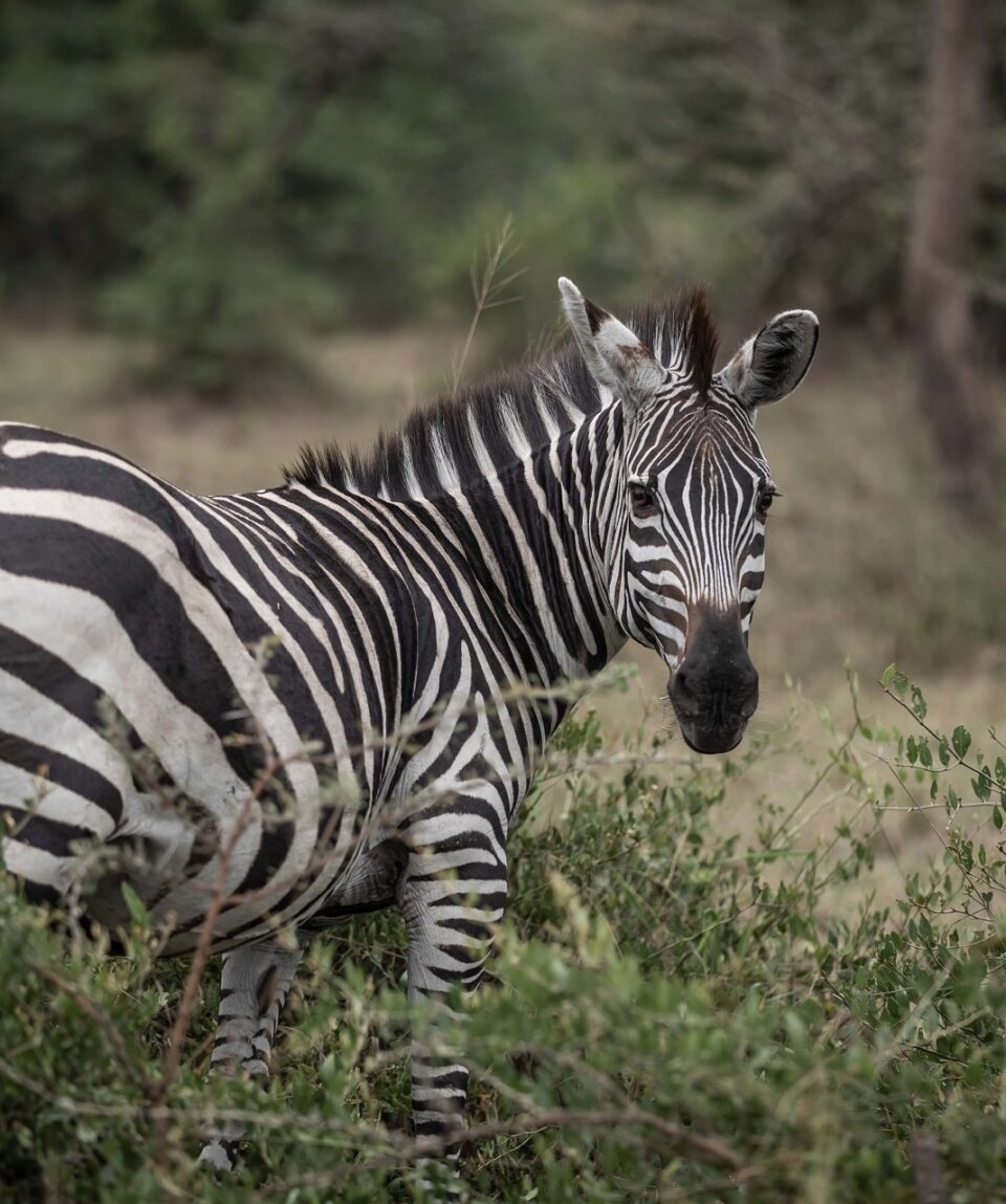 Zebra at Lake Mburo