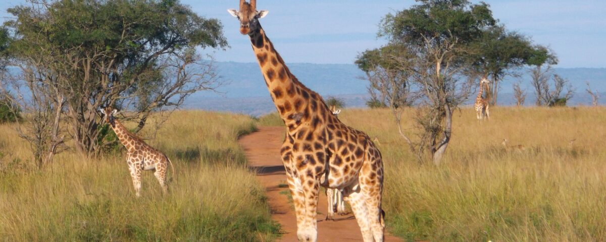 Uganda Wildlife Safaris