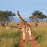 Uganda Wildlife Safaris