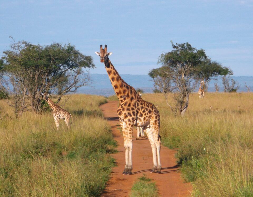 Uganda Wildlife Safaris